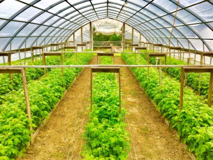 Raspberry plants at Tanglefoot Ranch